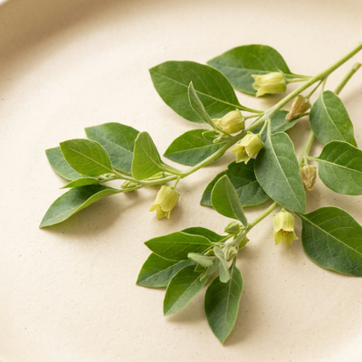 Ashwagandha